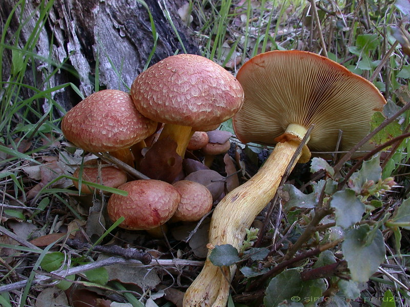Gymnopilus sp.